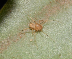 Scytodes flagellata
