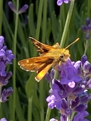 Ochlodes agricola