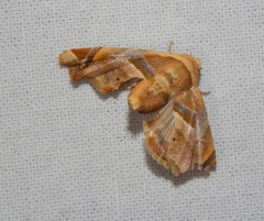 Eutelia callichroma