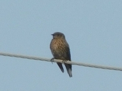 Sialia mexicana