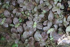Fittonia albivenis