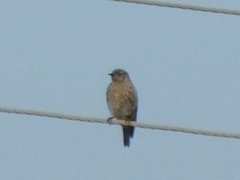 Sialia mexicana