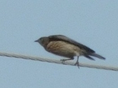 Sialia mexicana