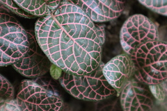 Fittonia albivenis
