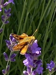 Ochlodes agricola