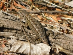 Sceloporus occidentalis