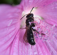 Chelostoma rapunculi