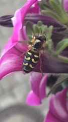 Lapposyrphus