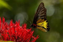 Troides aeacus formosanus