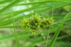 Carex arcta