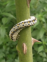 Cimbex quadrimaculatus