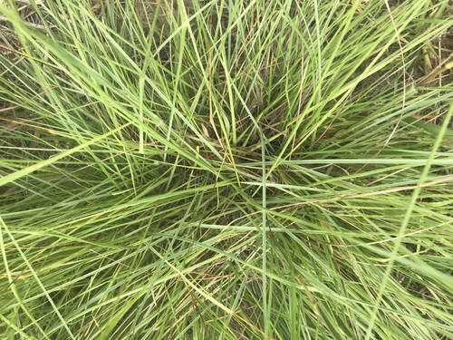 Image of Elionurus tripsacoides by no rights reserved