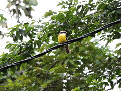 Phelpsia inornata