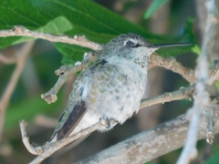 Calypte anna