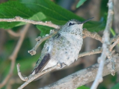 Calypte anna