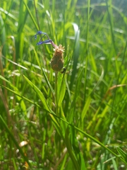 Centaurea triumfettii