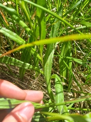 Centaurea triumfettii