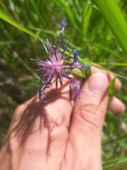 Centaurea triumfettii