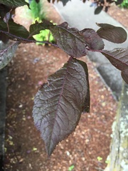 Prunus cerasifera