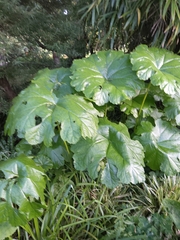 Darmera peltata