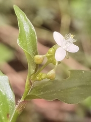 Tripogandra serrulata