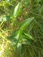 Vincetoxicum hirundinaria