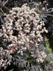 Sambucus nigra nigra