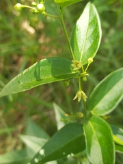 Vincetoxicum hirundinaria