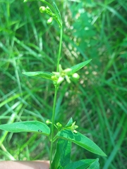 Vincetoxicum hirundinaria