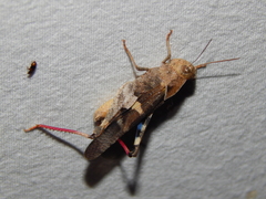 Humbe tenuicornis