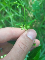 Vincetoxicum hirundinaria