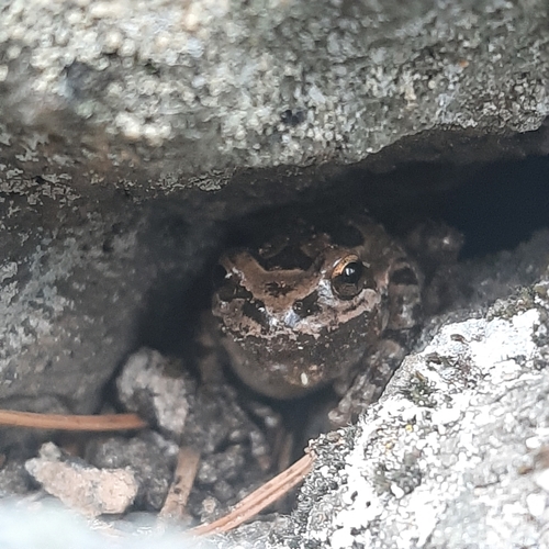iNaturalist observation photo of Pacific chorus frog