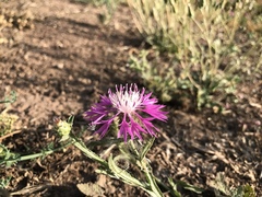 Centaurea napifolia
