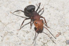 Camponotus rectangularis