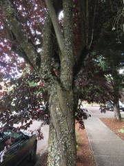 Prunus cerasifera