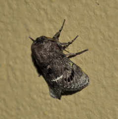 Brachycodilla carmen