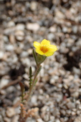 Mentzelia montana