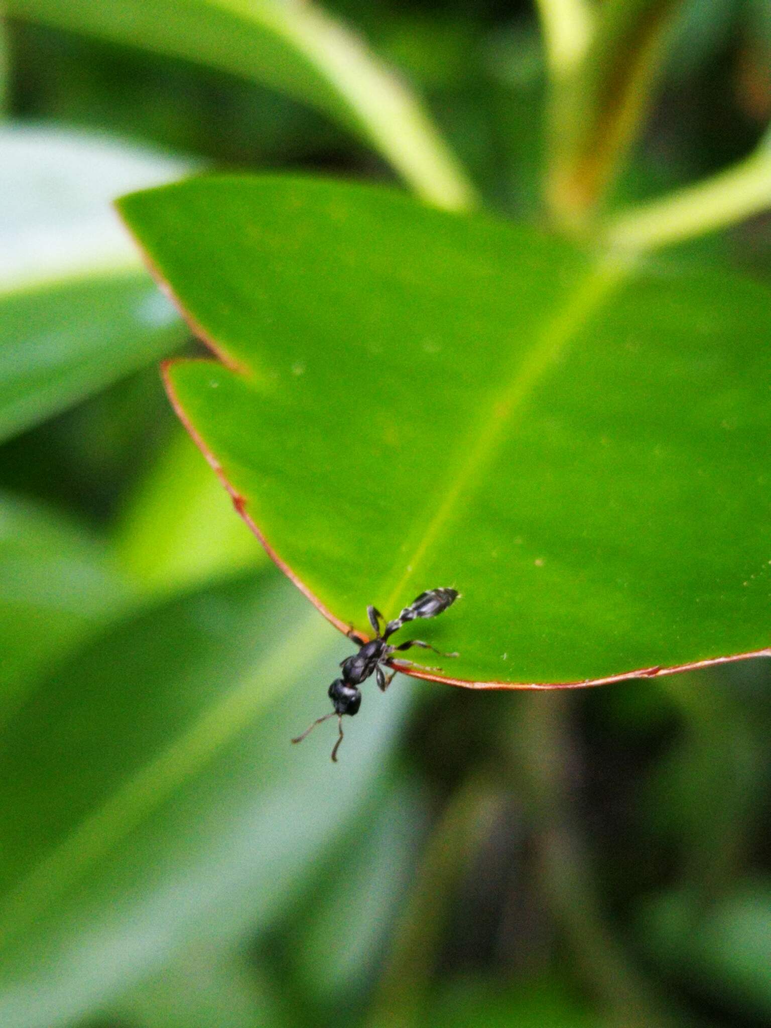 Tetraponera pilosa