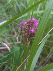 Anacamptis pyramidalis