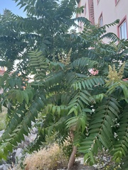 Ailanthus altissima