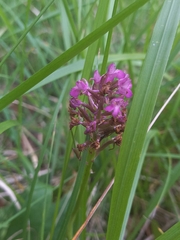 Anacamptis pyramidalis