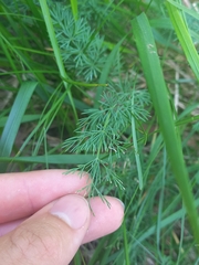 Seseli montanum