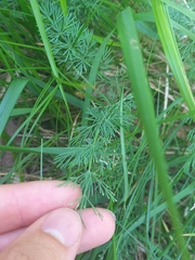 Seseli montanum