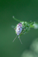 Polymerus vulneratus