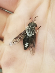 Tabanus trimaculatus