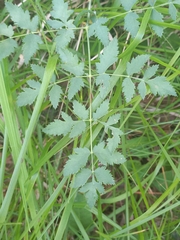 Peucedanum cervaria