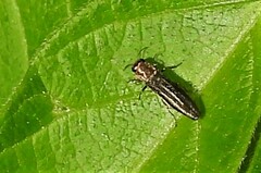 Agrilus anxius