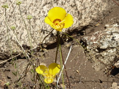 Calochortus concolor