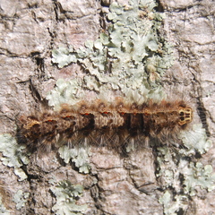 Euglyphis submarginalis