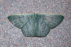 Orothalassodes curiosa